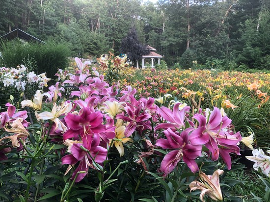 Category 2 - 2nd Place - 'Orientals and Daylilies 071824' - Marlene Harmon.jpg